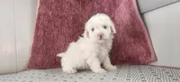 Griffin, a male Maltipoo for sale in New Haven, IN – 3 of 6