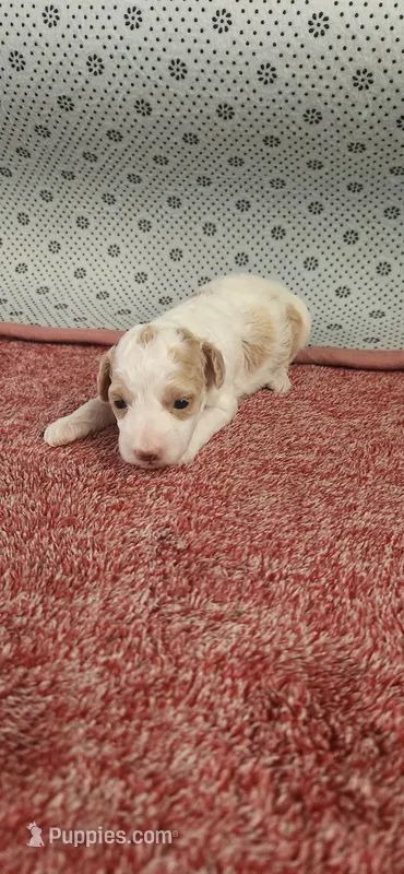 Rhoda – Maltipoo puppy for sale in New Haven, IN