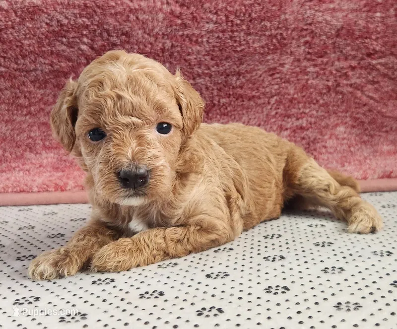 Ruby – Maltipoo puppy for sale in New Haven, IN