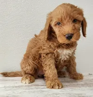 Gabby, a female Goldendoodle for sale in New Haven, IN – Photo 2 of 4
