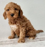 Gabby, a female Goldendoodle for sale in New Haven, IN – Photo 3 of 4