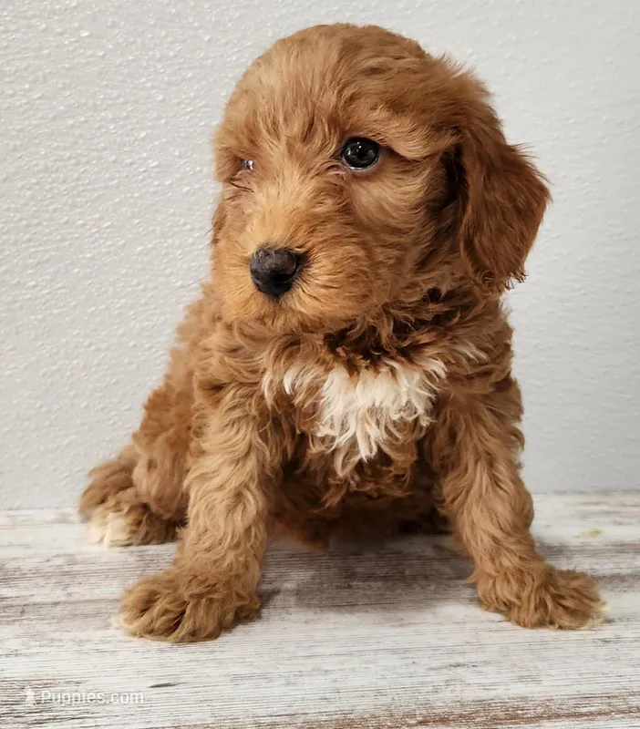 Gabby – Goldendoodle puppy for sale in New Haven, IN