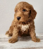 Gabby, a female Goldendoodle for sale in New Haven, IN – Photo 1 of 4