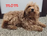 Gabby, a female Goldendoodle for sale in New Haven, IN – Photo 4 of 4