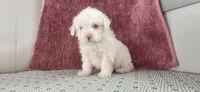 Griffin, a male Maltipoo for sale in New Haven, IN – 4 of 6