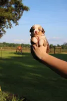 Brewster, a male Toy Australian Shepherd for sale in Brantley, AL – 9 of 9