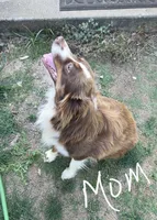 Maple , a female Toy Australian Shepherd for sale in Brantley, AL – 8 of 8
