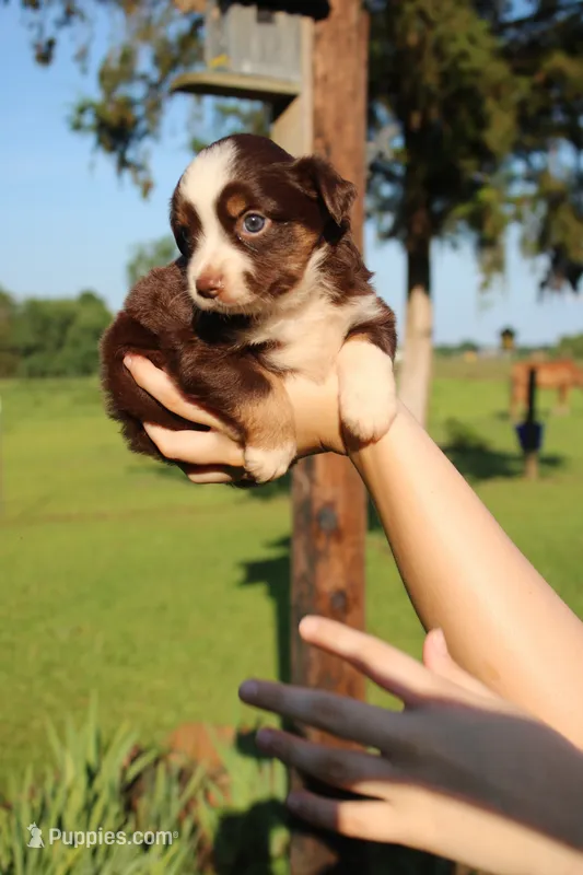 Autumn  – Toy Australian Shepherd puppy for sale in Brantley, AL