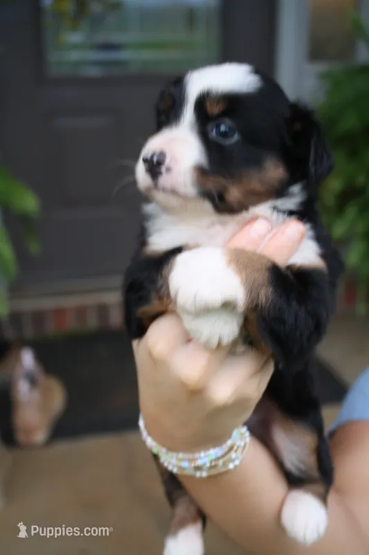 Milo – Toy Australian Shepherd puppy for sale in Brantley, AL