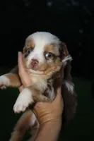 Brewster, a male Toy Australian Shepherd for sale in Brantley, AL – 3 of 9