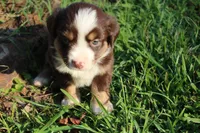 Autumn , a female Toy Australian Shepherd for sale in Brantley, AL – 2 of 8