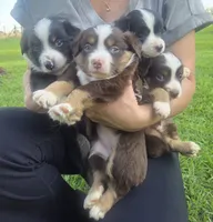 Milo, a male Toy Australian Shepherd for sale in Brantley, AL – 9 of 9