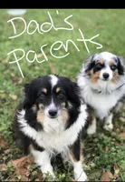 Autumn , a female Toy Australian Shepherd for sale in Brantley, AL – 5 of 8