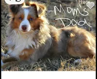 Brewster, a male Toy Australian Shepherd for sale in Brantley, AL – 7 of 9