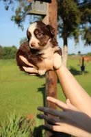 Maple , a female Toy Australian Shepherd for sale in Brantley, AL – 1 of 8