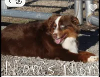 Elvis, a male Toy Australian Shepherd for sale in Brantley, AL – 8 of 9