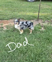 Elvis, a male Toy Australian Shepherd for sale in Brantley, AL – 7 of 9