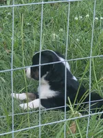 Iris, a female Toy Australian Shepherd for sale in Brantley, AL – 3 of 8