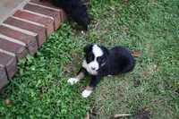 Iris, a female Toy Australian Shepherd for sale in Brantley, AL – 2 of 8