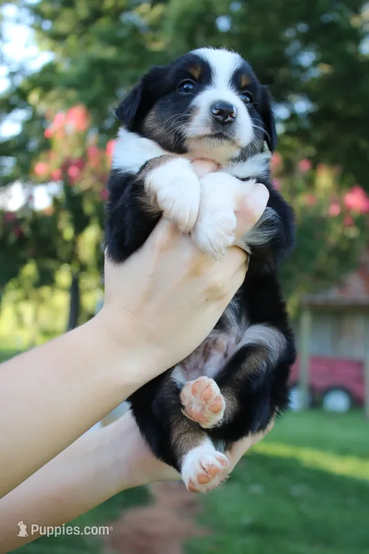 Iris – Toy Australian Shepherd puppy for sale in Brantley, AL