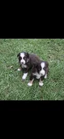 Autumn , a female Toy Australian Shepherd for sale in Brantley, AL – 3 of 8