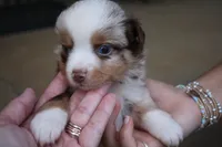 Brewster, a male Toy Australian Shepherd for sale in Brantley, AL – 1 of 9