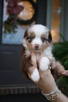 Brewster, a male Toy Australian Shepherd for sale in Brantley, AL – 2 of 9
