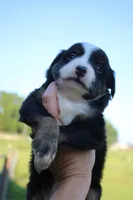 Elvis, a male Toy Australian Shepherd for sale in Brantley, AL – 1 of 9