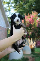 Elvis, a male Toy Australian Shepherd for sale in Brantley, AL – 5 of 9