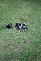 Milo, a male Toy Australian Shepherd for sale in Brantley, AL – 3 of 9