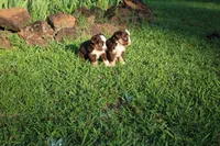 Maple , a female Toy Australian Shepherd for sale in Brantley, AL – 4 of 8
