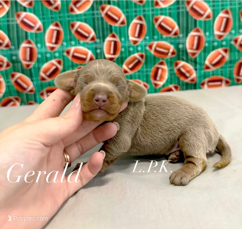 Mini Gerald, a male Miniature Dachshund for sale in Winnsboro, LA – 1 of 2