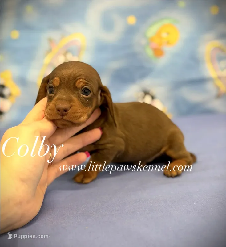 Mini Colby – Miniature Dachshund puppy for sale in Winnsboro, LA