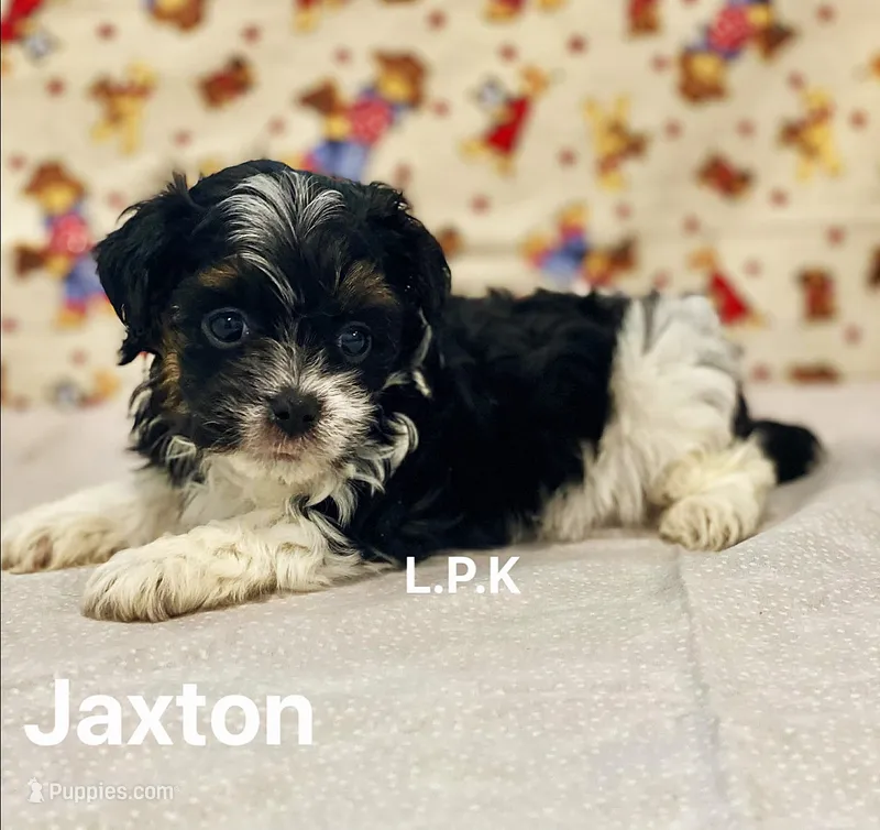 Tiny Jaxton  (BBB Accredited)