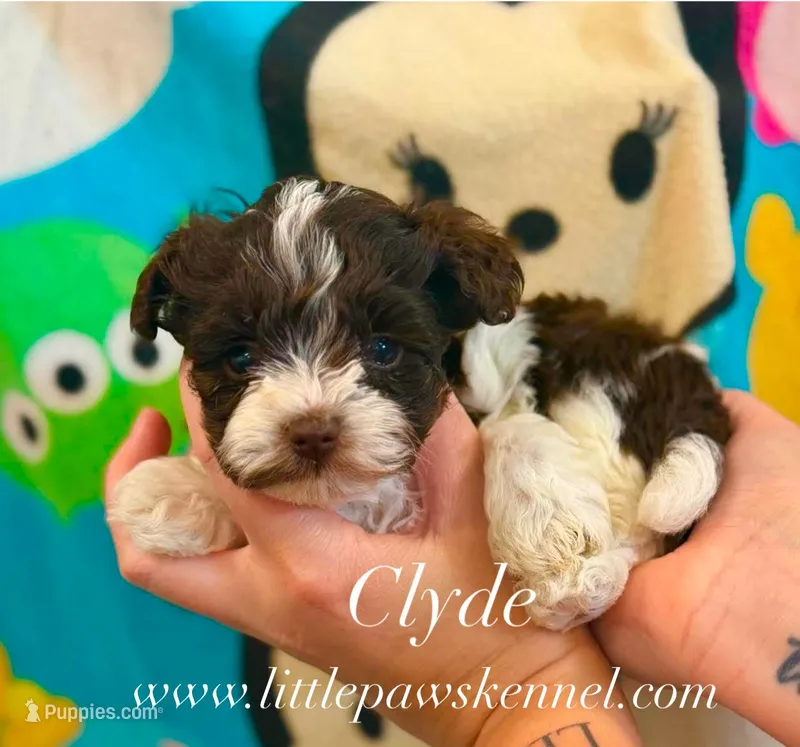 Tiny Clyde male – Schnoodle puppy for sale in Winnsboro, LA