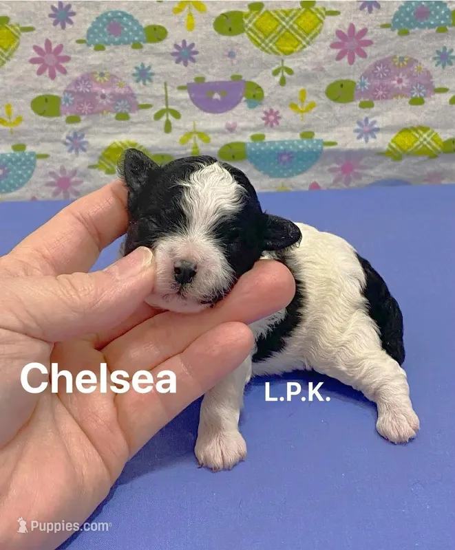 Tiny Chelsea female BBB accredited, a female Maltipoo for sale in Winnsboro, LA – Photo 1 of 1