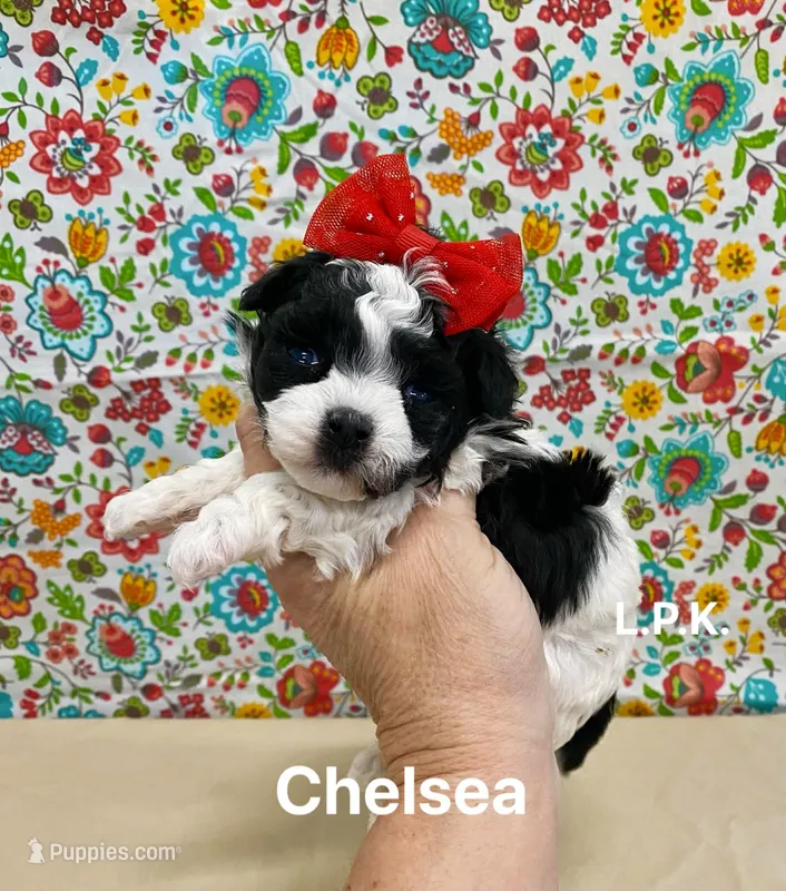 Tiny Chelsea female BBB accredited