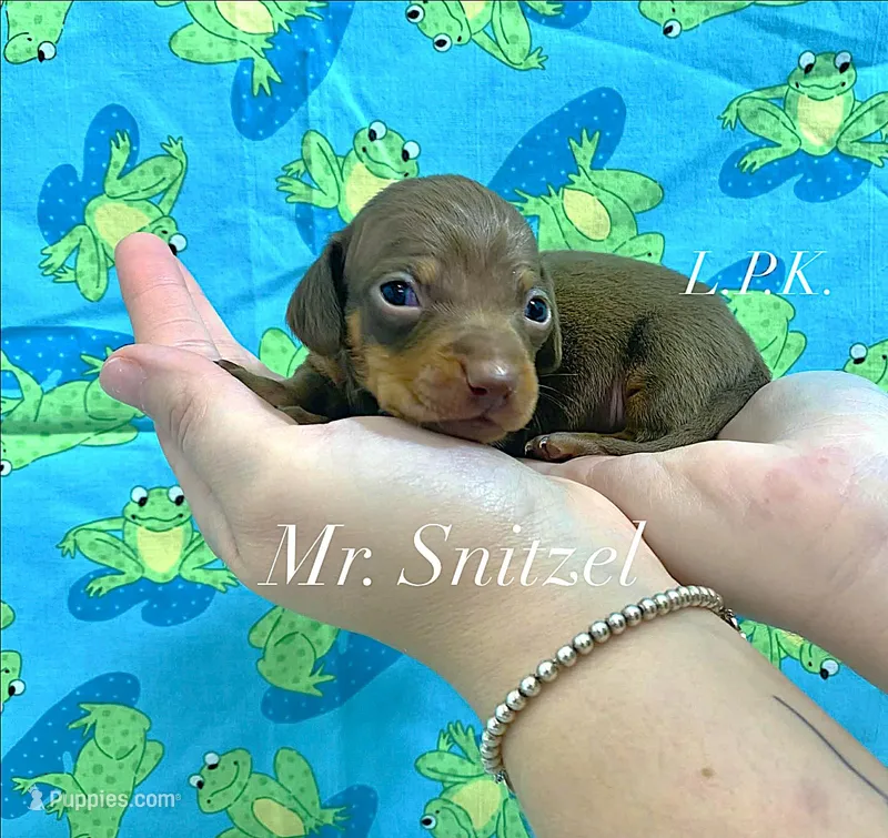Mr. Snitzel male – Miniature Dachshund puppy for sale in Winnsboro, LA
