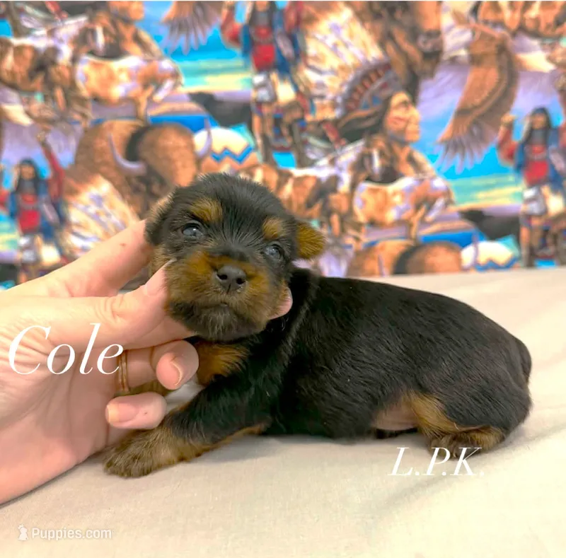 Tiny Cole male – Yorkshire Terrier puppy for sale in Winnsboro, LA
