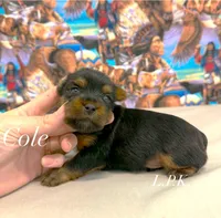 Tiny Cole male, a male Yorkshire Terrier for sale in Winnsboro, LA – 1 of 2