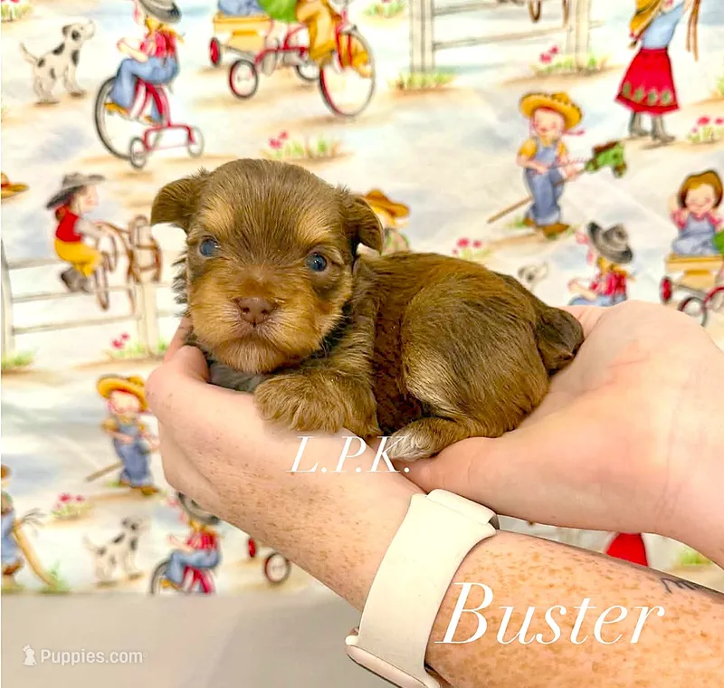 Tiny Buster male – Yorkshire Terrier puppy for sale in Winnsboro, LA