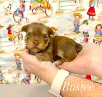Tiny Buster male, a female Yorkshire Terrier for sale in Winnsboro, LA – 1 of 2