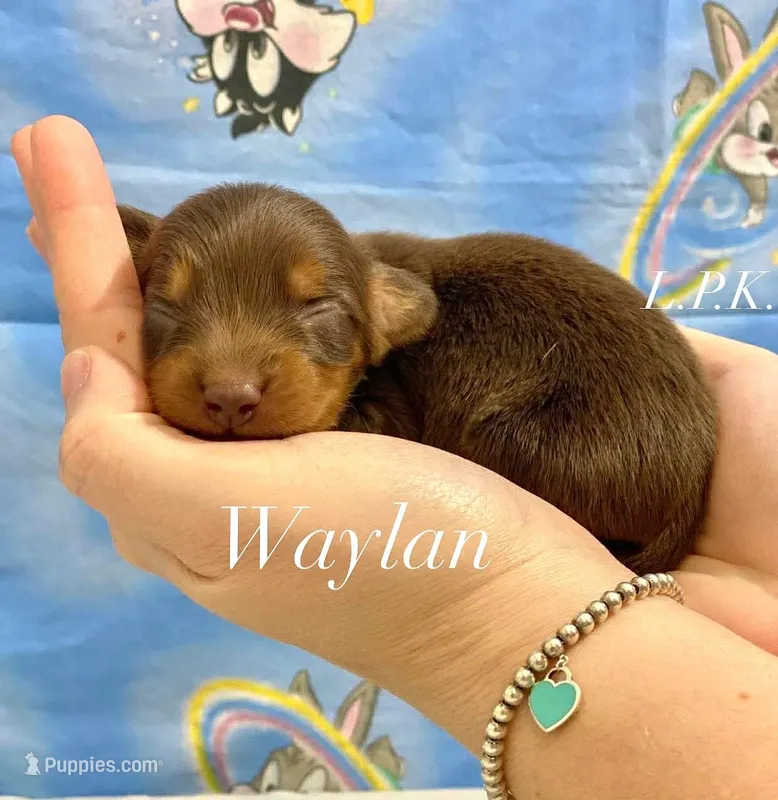 Mini Waylan male – Miniature Dachshund puppy for sale in Winnsboro, LA