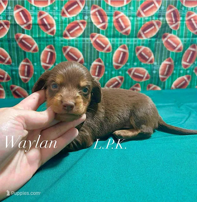 Mini Waylan male – Miniature Dachshund puppy for sale in Winnsboro, LA