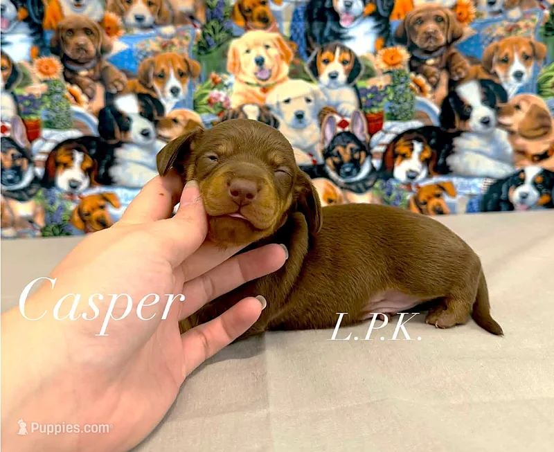 Casper – Miniature Dachshund puppy for sale in Winnsboro, LA