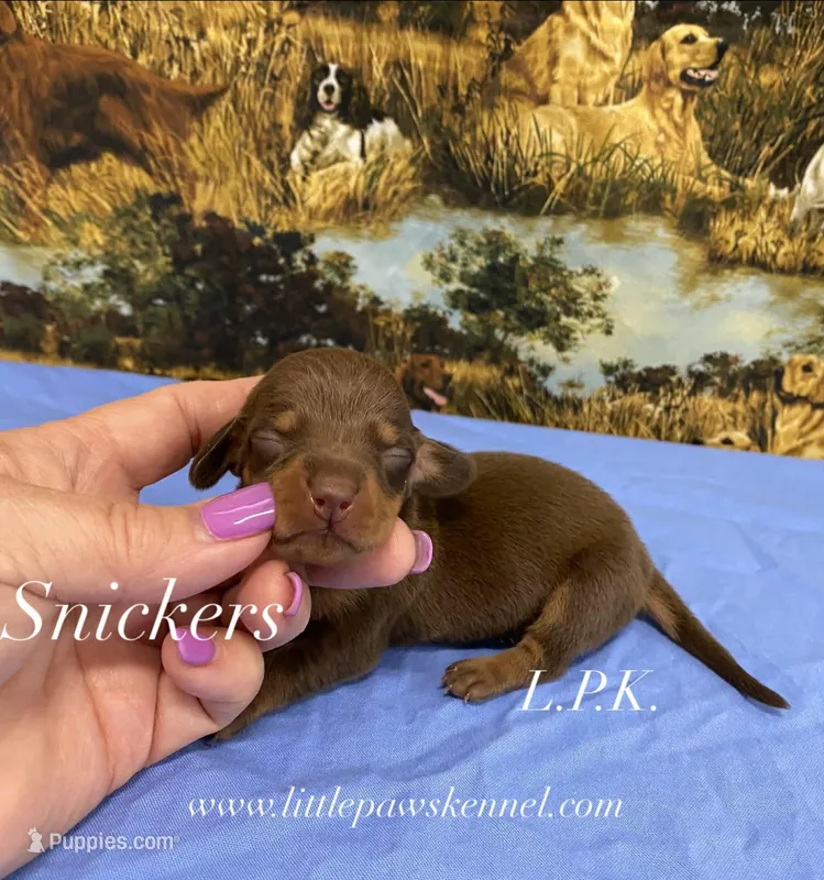 Mini Snickers male, BBB accredited Breeder – Miniature Dachshund puppy for sale in Winnsboro, LA