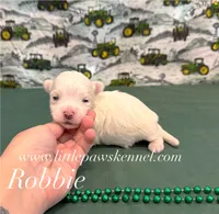  Tiny Robbie, a male Maltese for sale in Winnsboro, LA – 1 of 2