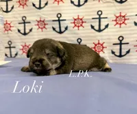 Mini Loki male, a male Miniature Schnauzer for sale in Winnsboro, LA – 1 of 1