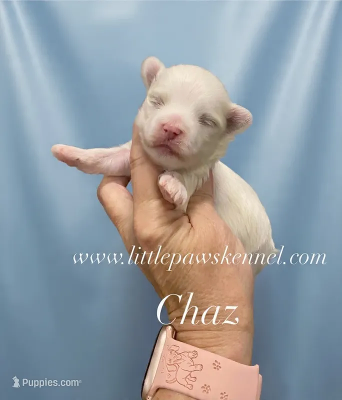 chaz – Maltese puppy for sale in Winnsboro, LA