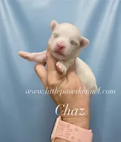 chaz, a male Maltese for sale in Winnsboro, LA – 1 of 1